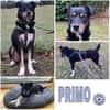 PRIMO -unkomplizierter Familienhund-