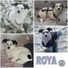 ROYA -super lieb, zutraulich & offen-