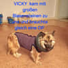 Ganz liebe Vicky sucht ihr Körbchen