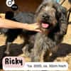 Kuschelbär RICKY sucht sein zu Hause