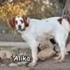 ALIKA