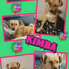 sanfte liebe Kimba auf PS in 91217