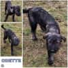 ODETTE -rundum tolles Hundekind-