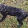 ODETTE -rundum tolles Hundekind-