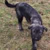 ODETTE -rundum tolles Hundekind-