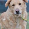 Golden Retrievermix Ozzy sucht Familie