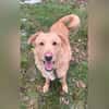 Golden Retrievermix Ozzy sucht Familie
