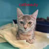 Catbeauty