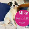 Welpe Mika möchte ins Leben starten!