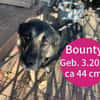 Ruhige und entspannte Bounty sucht Dich!