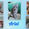 ARIEL