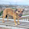 Cleo, sanfte Riesenpfote sucht Liebe