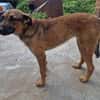 Cleo, sanfte Riesenpfote sucht Liebe