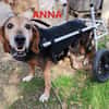 Lebensfrohe Handicap-Hündin Anna sucht