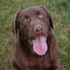 Labradorbub Chester sucht seine Menschen