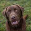Labradorbub Chester sucht seine Menschen