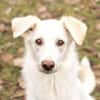 SNOWY -rundum tolles Hundekind-