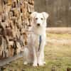 SNOWY -rundum tolles Hundekind-