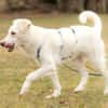 SNOWY -rundum tolles Hundekind-
