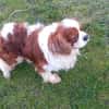 Cavi, Cavalier King Charles Spaniel