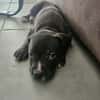 Snoopy l'heureux petit cane corso