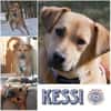 KESSI  * Gute Laune Gefährtin
