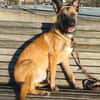 Bongo Malinois Mischling Rüde jung aktiv
