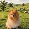 Pomeranian sucht tolle Menschen