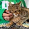 Muffin- verschmuster Kater sucht Zuhause