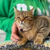 Muffin- verschmuster Kater sucht Zuhause