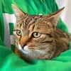 Muffin- verschmuster Kater sucht Zuhause