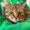 Muffin- verschmuster Kater sucht Zuhause