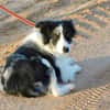 CARLOTA, jeune femelle Border collie
