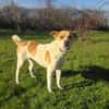Ginger ein toller Familienhund