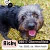 Kuschelbär RICKY sucht sein zu Hause