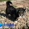 Franzl - sucht ein liebes Zuhause