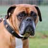 Liebes Boxerpärchen sucht Rentnerplatz