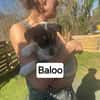 Baloo