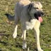 Kangal Sandra sucht Körbchen