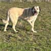 Kangal Sandra sucht Körbchen