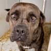 Mogli - Cane Corso-Mix in PLZ 49610