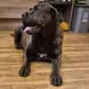 Mogli - Cane Corso-Mix in PLZ 49610
