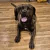 Mogli - Cane Corso-Mix in PLZ 49610