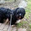Freddy, ca. 2 Jahre, sucht liebe Familie