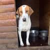 Hugo - sanfter Junghund sucht Zuhause