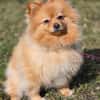 Pomeranian sucht tolle Menschen