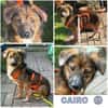 CAIRO * menschenbezogener Knirps