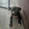 Snoopy l'heureux petit cane corso