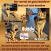 💙Buddy💙 sucht seine Menschen