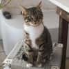 Schmusekater Rico sucht Zuhause